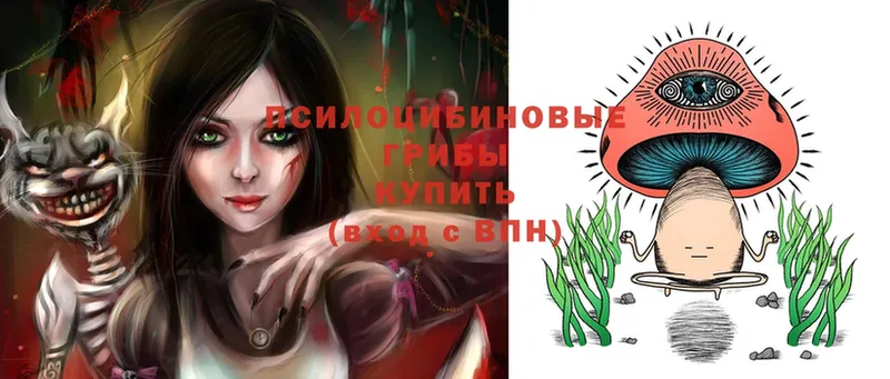 blacksprut ТОР  закладки  Зерноград  Галлюциногенные грибы Psilocybe 